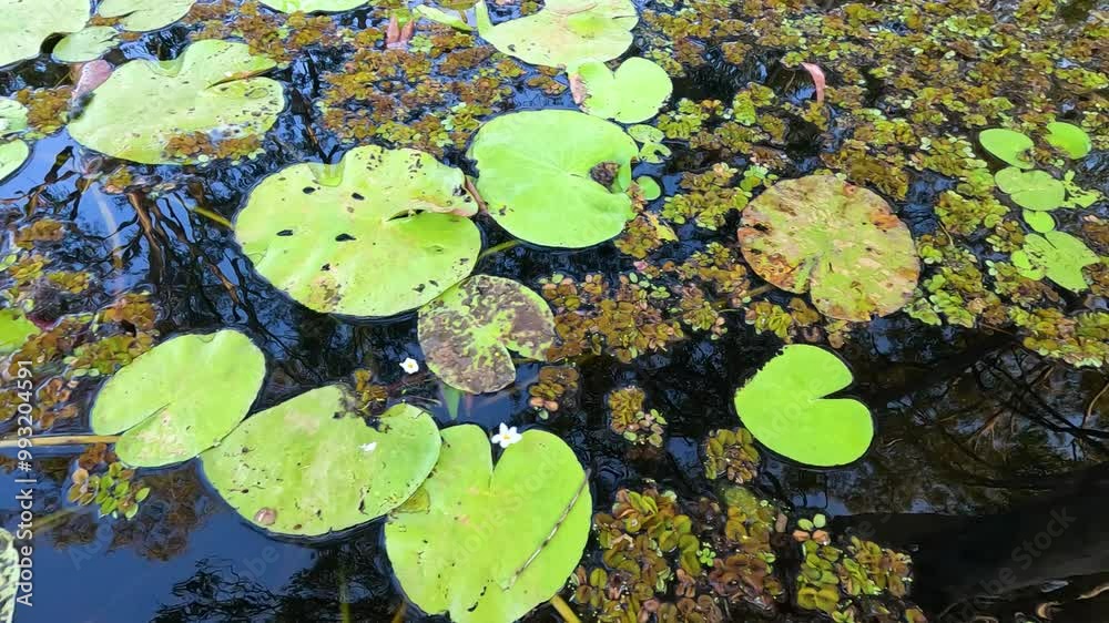 Water Lily Leaves in Botanical Garden Water Lily Leaves in Botanical Garden