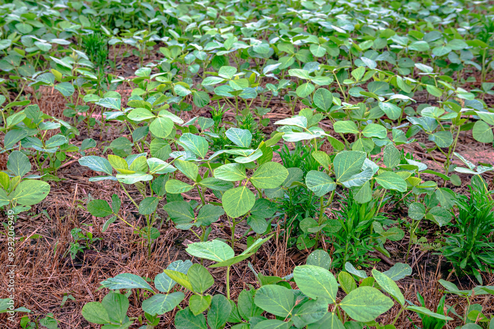 Naklejka premium Young soybean plant background