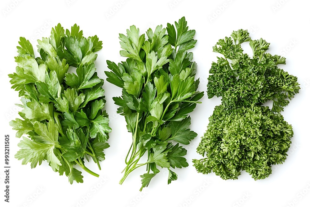 Fresh Parsley Photo - Green Herbs, Culinary Garnish, Vitamin K Fresh Parsley Photo - Green Herbs, Culinary Garnish, Vitamin K