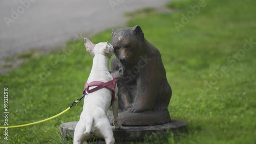 A small white dog on a leash stands curiously in front of a bear statue in a grassy park, seemingly inspecting and sniffing it. photo
