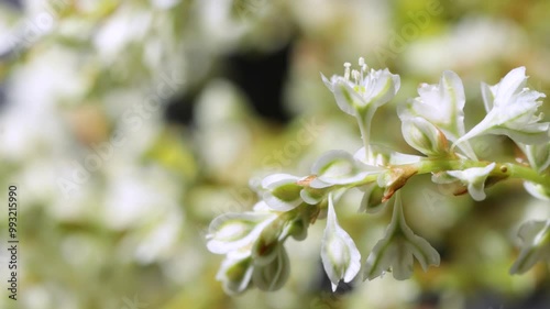 4k video close-up, plant with small whiteflowers, Fallopia baldschuanica Fallopia aubertii isolated, studio shot photo