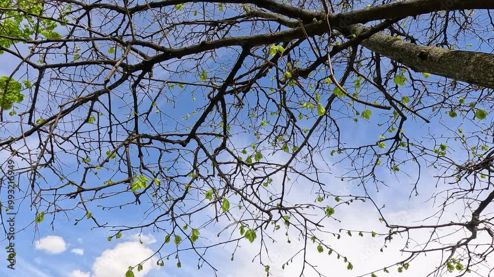 Tree Branches Under Parisian Sunshine Tree Branches Under Parisian Sunshine