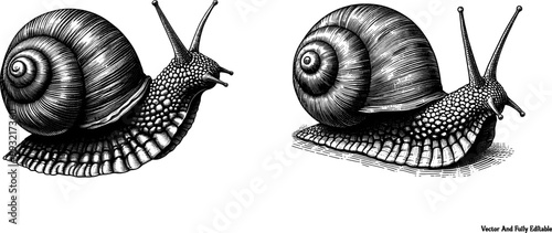 Black and white Engraving drawing of a snail Vector design