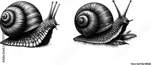 Black and white Engraving drawing of a snail Vector design