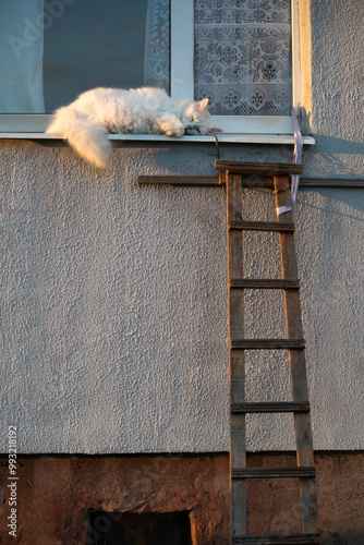 Sleeping cat