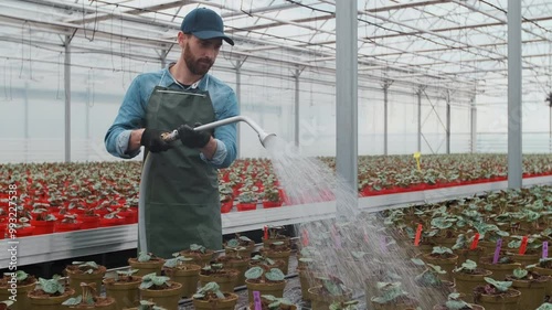 Happy male Gardener Waters Plants and Flowers with a Hosepipe in Sunny Industrial Greenhouse.
