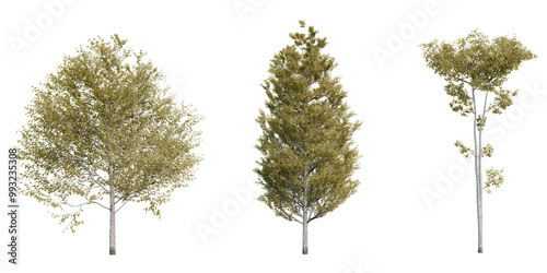 Set autumn trees - Aspen Populus tremuloides - Front view, Transparent background, png