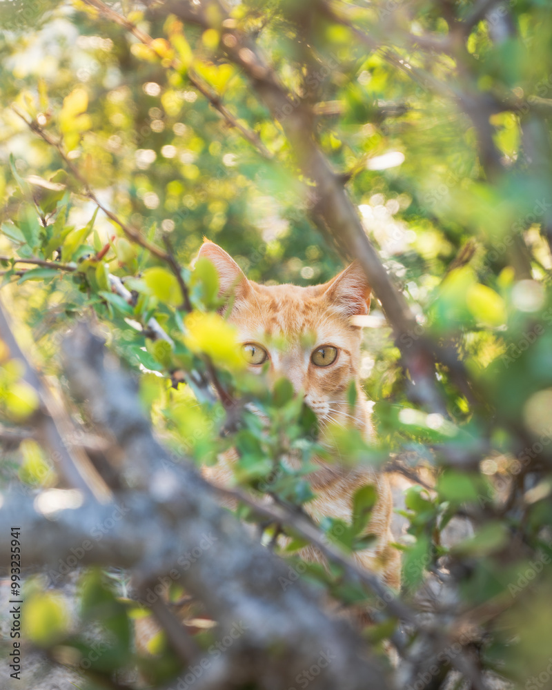 Fototapeta premium cat on tree