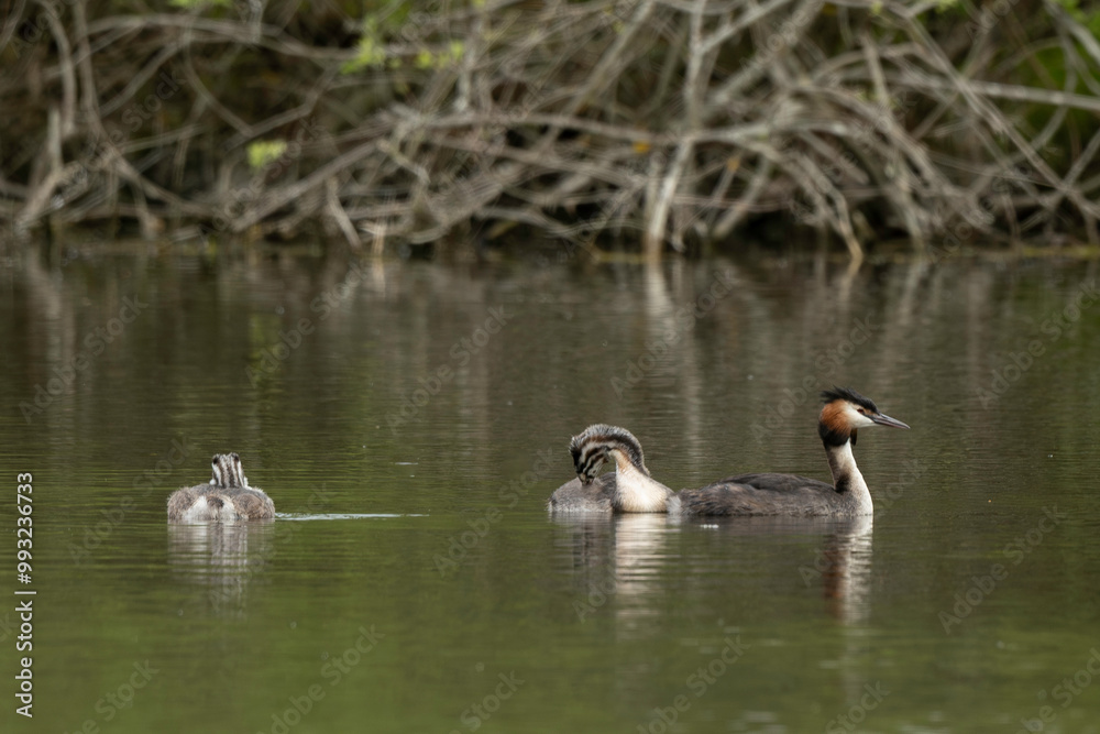 Grèbe huppé,.Podiceps cristatus, Great Crested Grebe, femelle et jeune