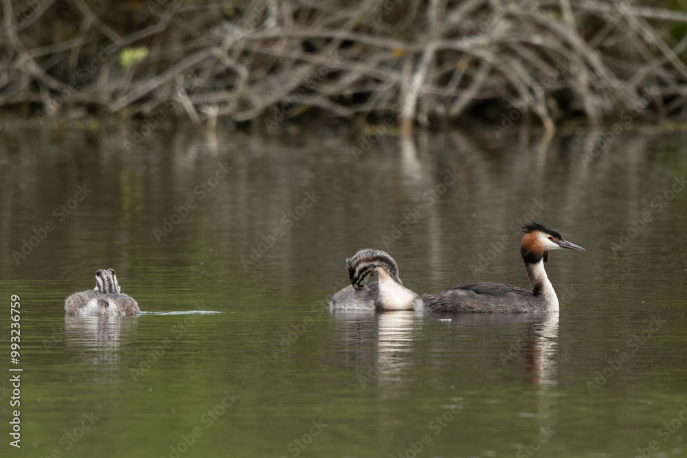 Grèbe huppé,.Podiceps cristatus, Great Crested Grebe, femelle et jeune Grèbe huppé,.Podiceps cristatus, Great Crested Grebe, femelle et jeune