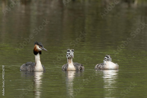 Grèbe huppé,.Podiceps cristatus, Great Crested Grebe, femelle et jeune