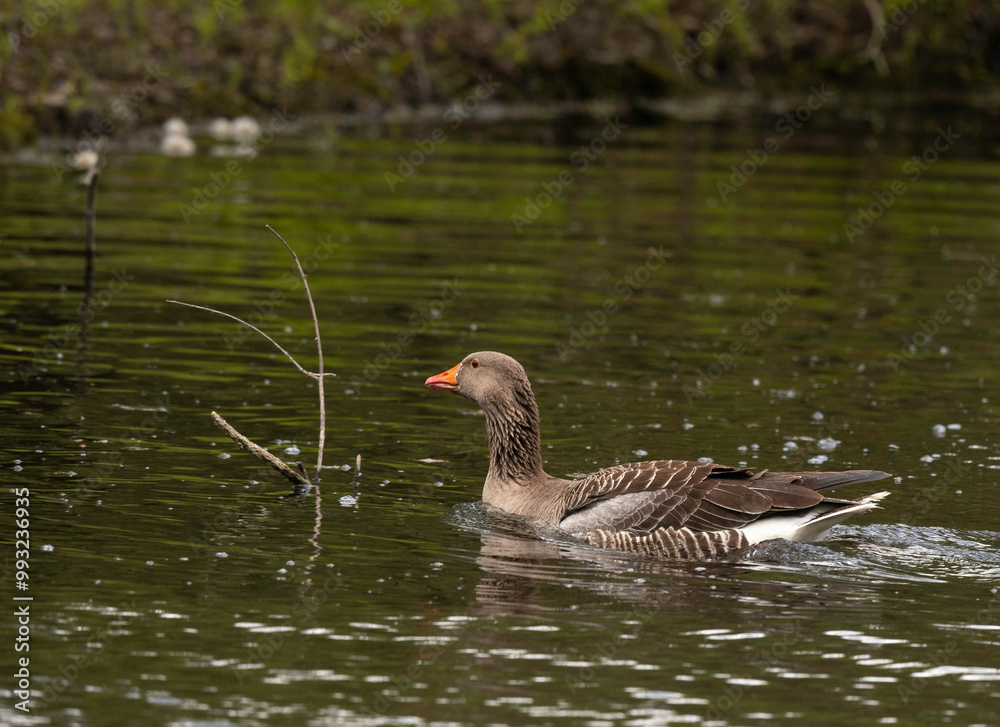 Oie cendrée, Anser anser, Greylag Goose Oie cendrée, Anser anser, Greylag Goose