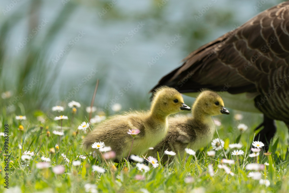 Bernache du Canada, jeune,.Branta canadensis, Canada Goose, Bernache du Canada, jeune,.Branta canadensis, Canada Goose,