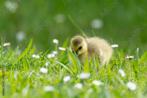 Bernache du Canada, jeune,.Branta canadensis, Canada Goose,