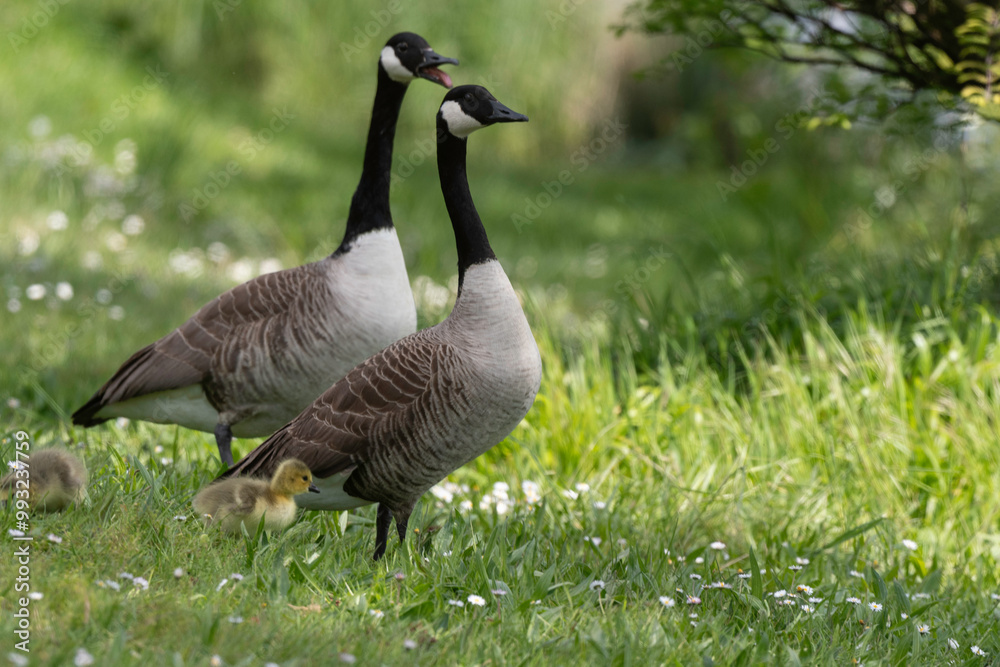 Bernache du Canada, femelle et jeune, .Branta canadensis, Canada Goose, Bernache du Canada, femelle et jeune, .Branta canadensis, Canada Goose,