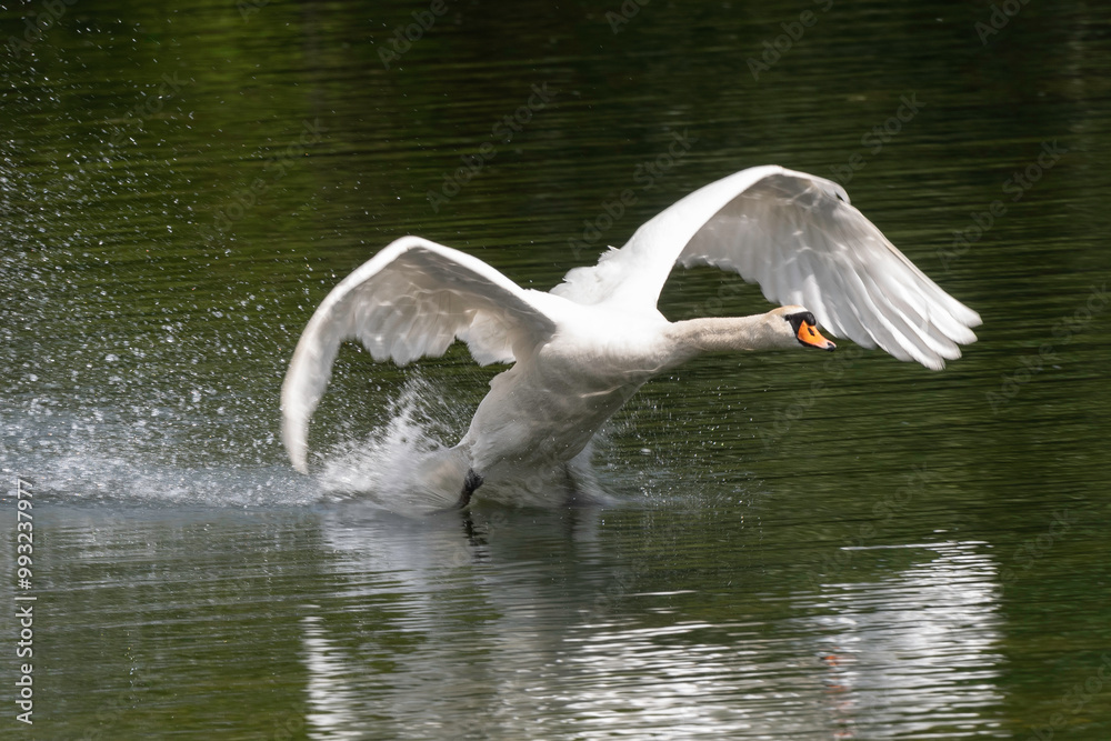 Cygne tuberculé, Cygnus olor, Mute Swan Cygne tuberculé, Cygnus olor, Mute Swan
