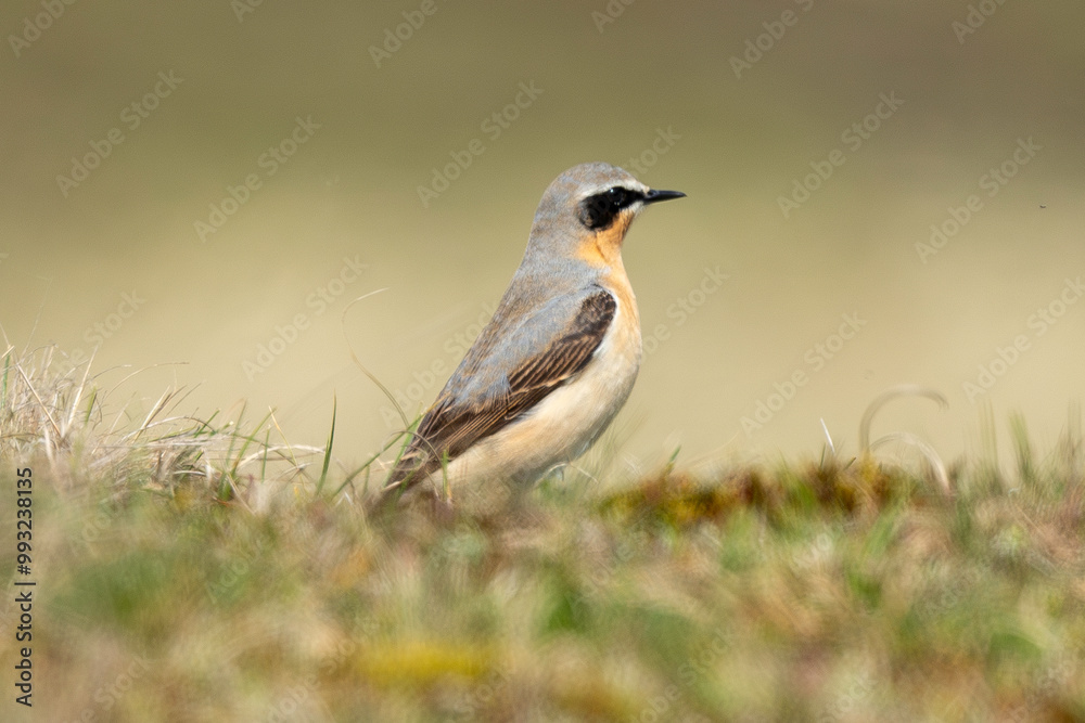 Traquet motteux,.Oenanthe oenanthe, Northern Wheatear Traquet motteux,.Oenanthe oenanthe, Northern Wheatear