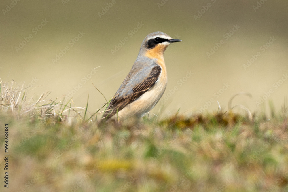 Traquet motteux,.Oenanthe oenanthe, Northern Wheatear Traquet motteux,.Oenanthe oenanthe, Northern Wheatear