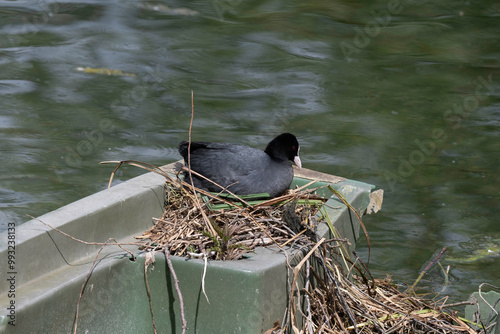 Foulque macroule, nid, .Fulica atra, Eurasian Coot photo