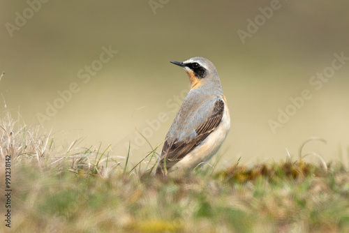 Photos Traquet motteux,.Oenanthe oenanthe, Northern Wheatear