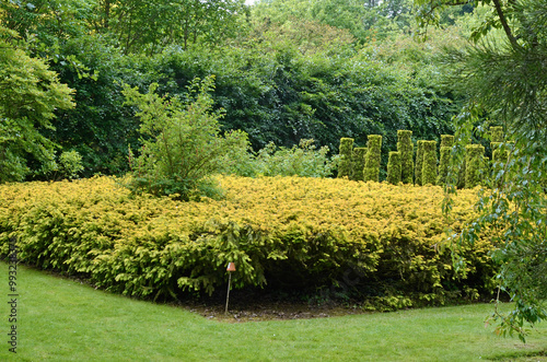 if taillé, taxus baccata, pelouse, Les jardins de Séricourt, Jardin remarquable, Séricourt, Région Nord Pas de Calais, 62, Pas de Calais, France photo