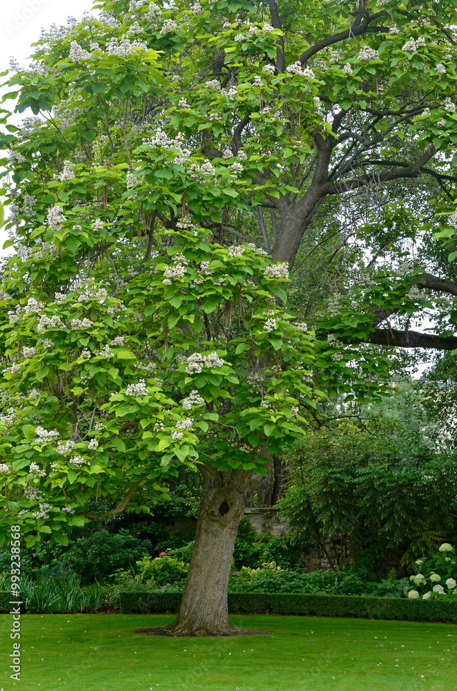 Fototapeta premium catalpa, catalpa bignonioides, pelouse, Jardins de l'ambassade de Grande Bretagne, Paris, France