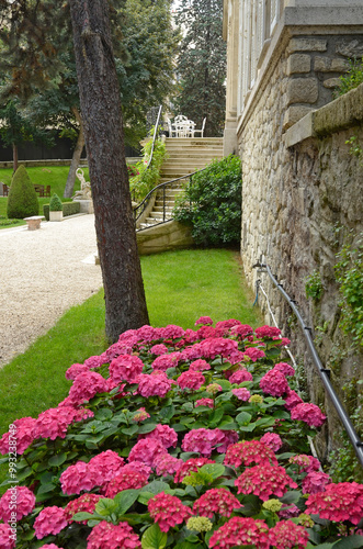 hortensia, jardins de l'ambassade de Turquie, Paris, France photo