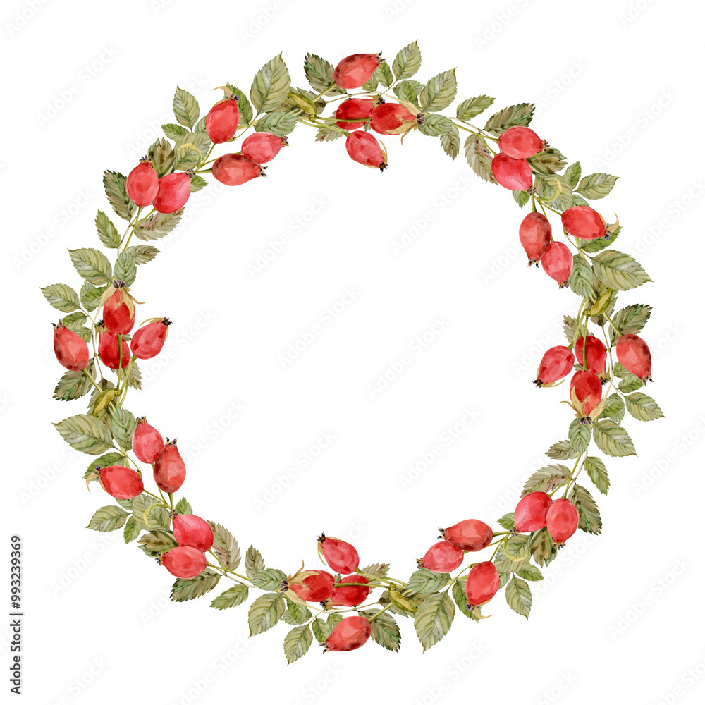 Watercolor frame of rose hips, berries and green leaves isolated on white background. Round autumn wreath. Hand drawn botanical rose hip branches. Clipart for herbal tea label. Watercolor frame of rose hips, berries and green leaves isolated on white background. Round autumn wreath. Hand drawn botanical rose hip branches. Clipart for herbal tea label.