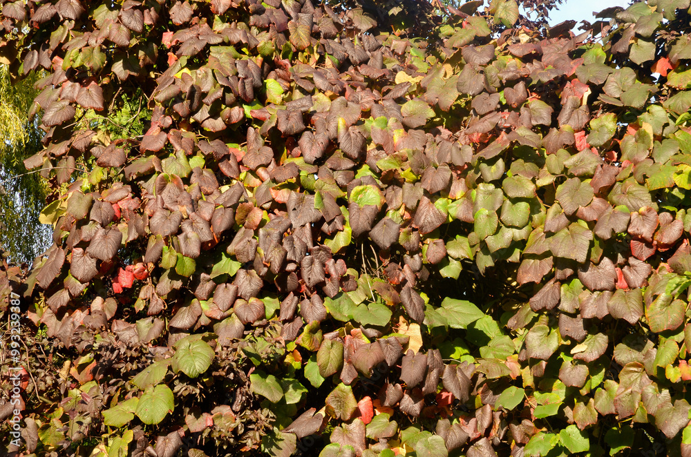 vigne de Coignet, Vitis coignetiae, Parc Tenbosch, Ixelles, Bruxelles, Belgique vigne de Coignet, Vitis coignetiae, Parc Tenbosch, Ixelles, Bruxelles, Belgique