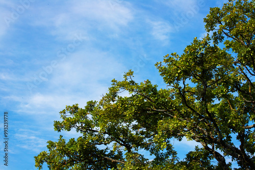 Scenic view featuring cloudy sky and green tree leaves, peaceful nature landscape