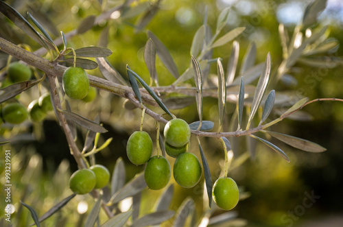 Fototapeta Naklejka Na Ścianę i Meble -  olivier, olive, olea europaea