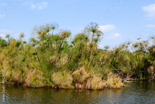 Papyrus, Cyperus papyrus, Parc national du lac Naivasha, Kenya, Afrique de l'Est photo