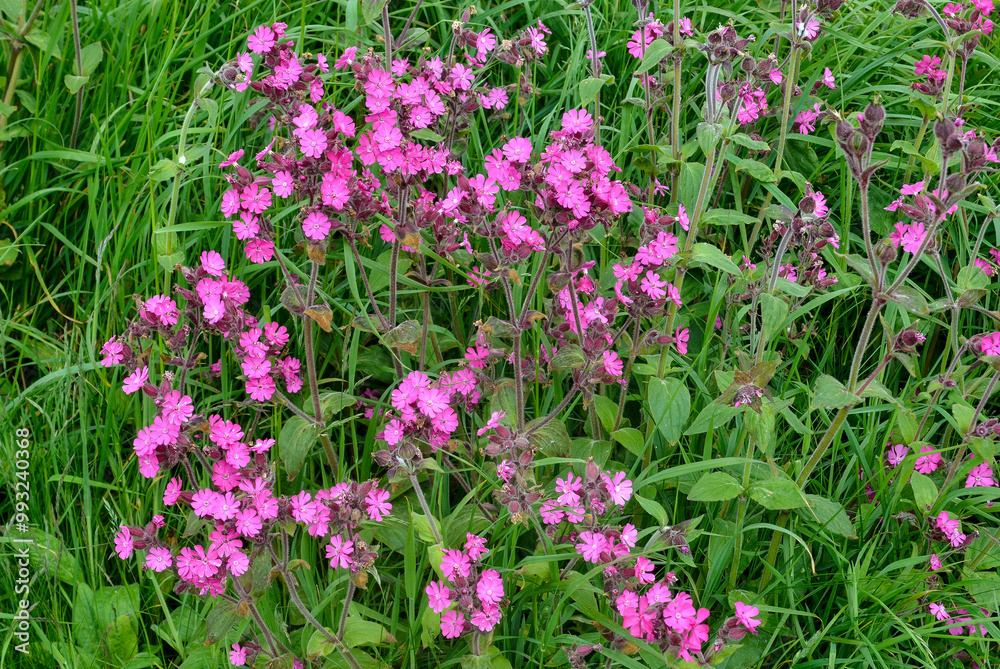 Silène dioïque, Compagnon rouge, Silene dioica Silène dioïque, Compagnon rouge, Silene dioica