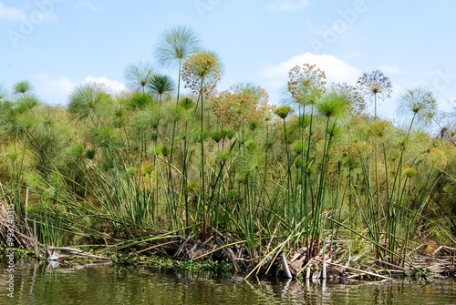 Papyrus, Cyperus papyrus, Parc national du lac Naivasha, Kenya, Afrique de l'Est photo