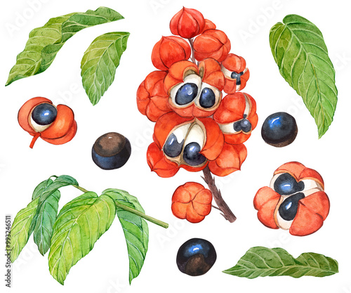 Illustration of guarana watercolor set. Organic superfood guarana. Paullinia cupana with plant branch, leaves, fruits and seeds. Food additive, source of caffeine, energy drink. Botanical illustration photo