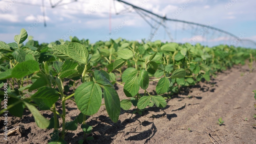 Soybeans in a field of irrigation for agriculture. Farm soy crop concept. Soybeans and greens planted in a field. A field of soybeans and greens planted for irrigation lifestyle in agriculture. Soybeans in a field of irrigation for agriculture. Farm soy crop concept. Soybeans and greens planted in a field. A field of soybeans and greens planted for irrigation lifestyle in agriculture.