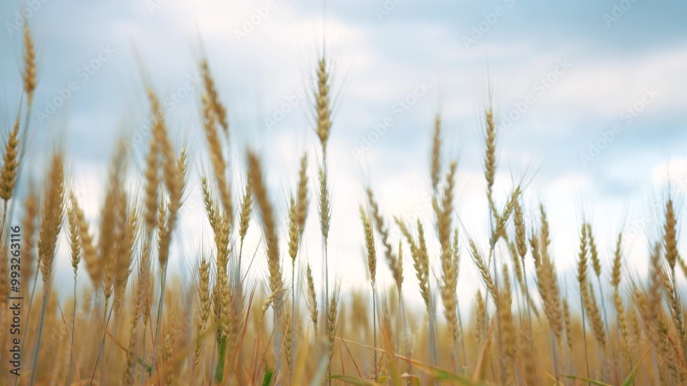 Close up of a wheat in yellow. Grain summer agriculture concept. A field of ripe yellow wheat. Close up of a ripe wheat in lifestyle a field of yellow. Close up of a wheat in yellow. Grain summer agriculture concept. A field of ripe yellow wheat. Close up of a ripe wheat in lifestyle a field of yellow.