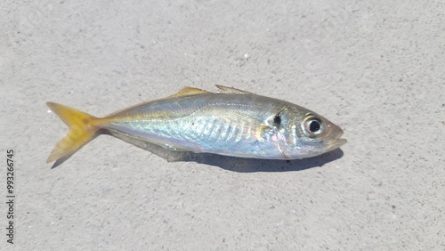 Foto 전갱이, 물고기, 화이트물고기, 하얀물고기, fish, pompano, azing, 아징, 아지, 피씨, 물고기사진, 애기물고기, 생선, 동해생