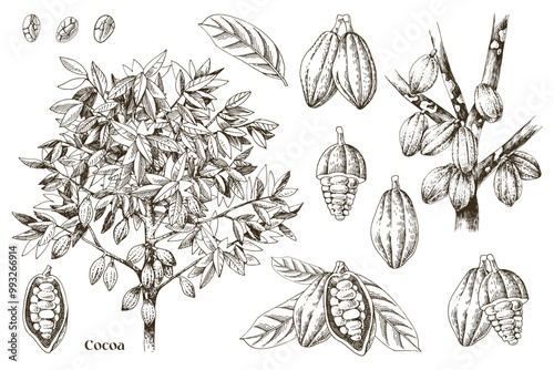 Cocoa beans botanical illustrations set