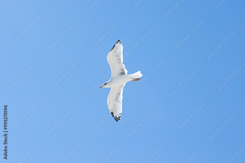 A majestic seagull captured mid-flight against a clear blue sky, showcasing the bird's grace and freedom. Perfect for nature and wildlife enthusiasts looking for serene and airy compositions. A majestic seagull captured mid-flight against a clear blue sky, showcasing the bird's grace and freedom. Perfect for nature and wildlife enthusiasts looking for serene and airy compositions.