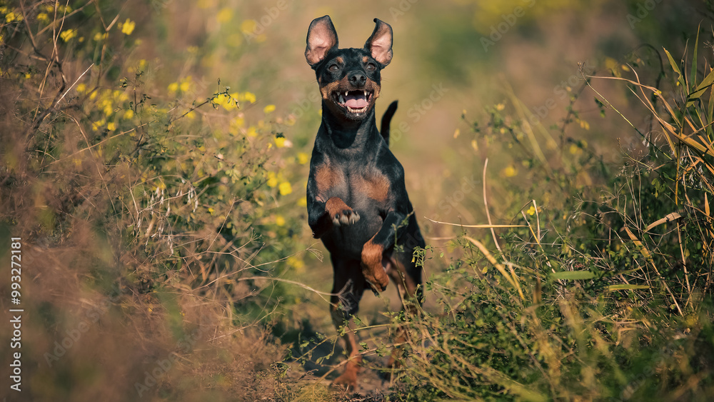 happy dog miniature pinscher breed jumping in the grass on a sunny day happy dog miniature pinscher breed jumping in the grass on a sunny day