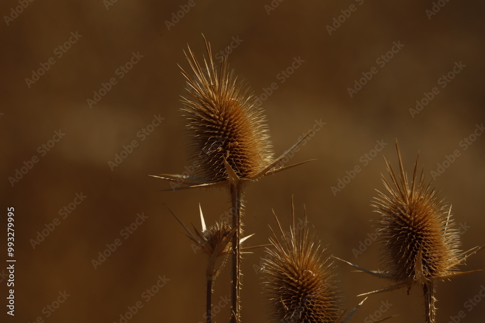 flower, dandelion, nature, plant, summer, spring, grass, seed, flora, flowers, field, macro, wind, weed, seeds, stem, blossom, beauty, white, bloom, close-up, thistle, garden, autumn flower, dandelion, nature, plant, summer, spring, grass, seed, flora, flowers, field, macro, wind, weed, seeds, stem, blossom, beauty, white, bloom, close-up, thistle, garden, autumn