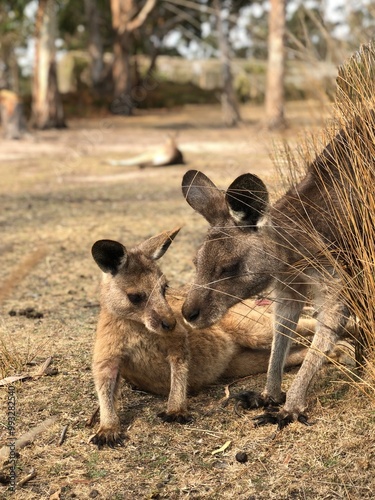 Wallabys in the wild with baby.