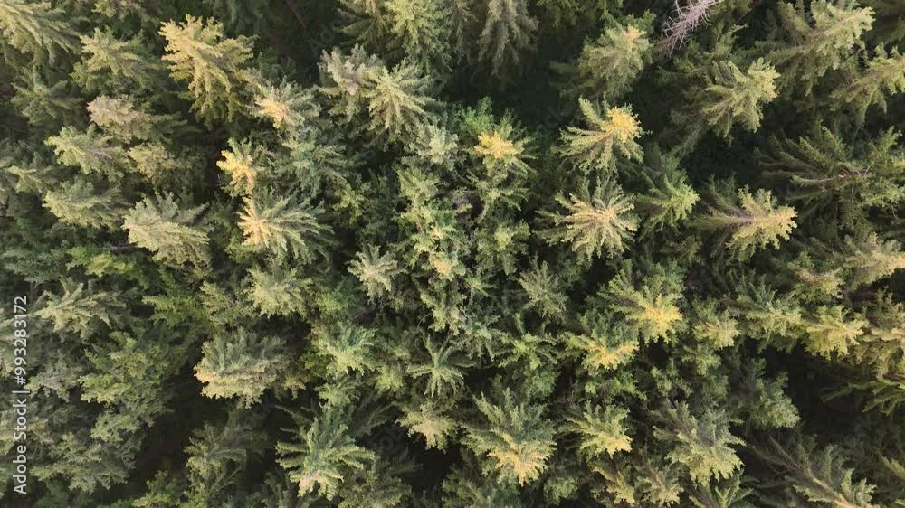 Aerial Drone Flight Over Dense Coniferous Forest – Scenic Nature View Aerial Drone Flight Over Dense Coniferous Forest – Scenic Nature View
