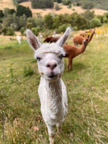 White alpaca with blue eyes in field with brown alpacas in background.