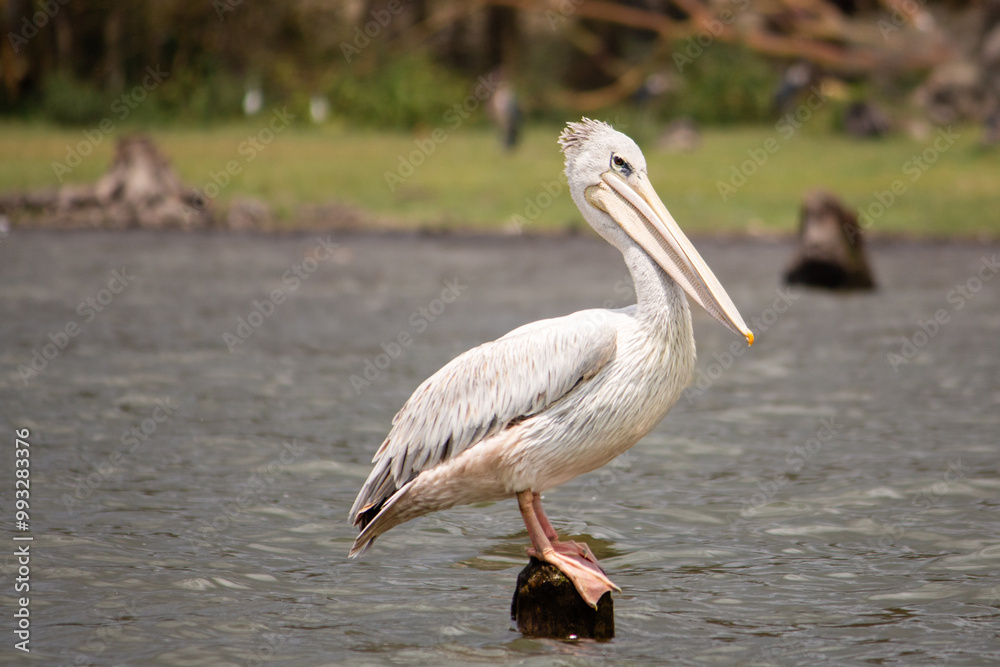 Obraz premium A pink-backed pelican standing on a post in Lake Naivasha, Kenya
