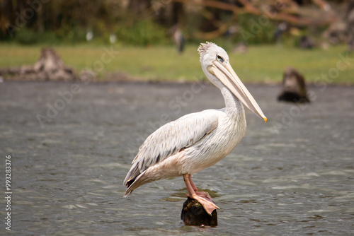 A pink-backed pelican standing on a post in Lake Naivasha, Kenya