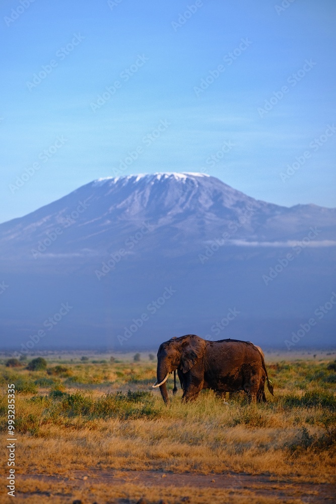 Fototapeta premium horses in the mountains