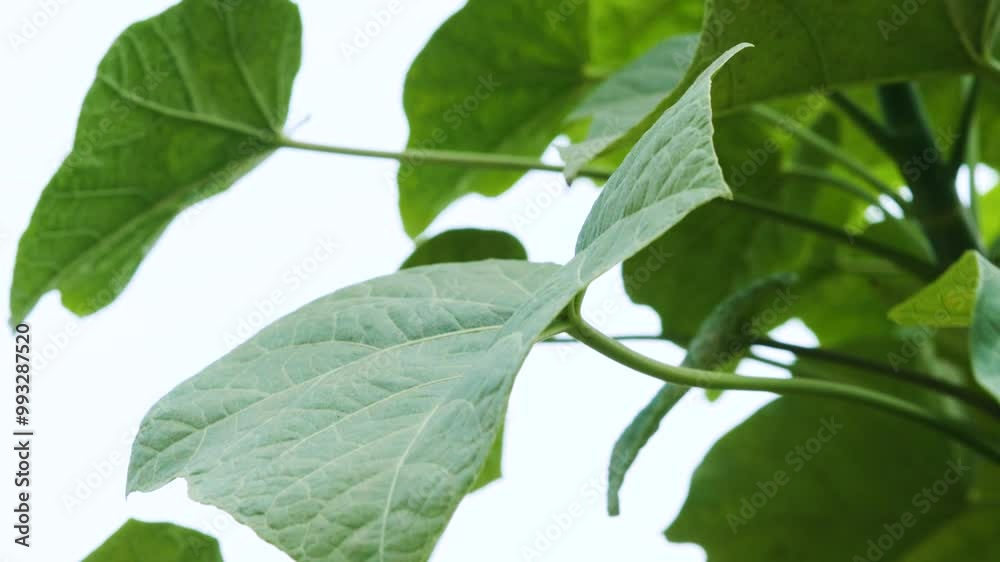 close up of green leaves with white sky background close up of green leaves with white sky background