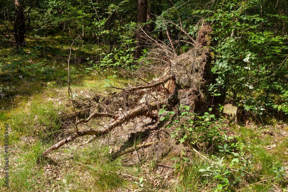 custom made wallpaper toronto digitalTotholz, alter, knorriger Baumstump mit Baumwurzeln im Wald, Deutschland
